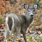 Do deer eat sunflowers
