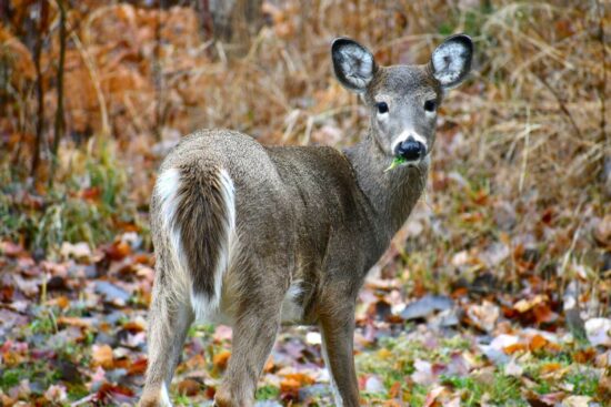 Do deer eat sunflowers