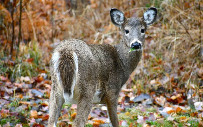 Do deer eat sunflowers