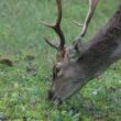 Do deer eat tomatoes