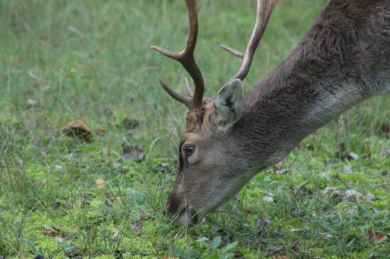 Do deer eat tomatoes
