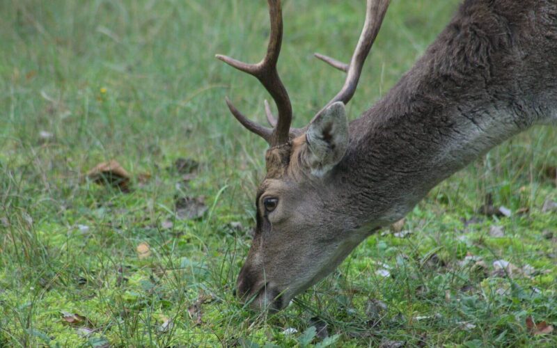 Do deer eat tomatoes