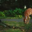 Do deer eat tulips
