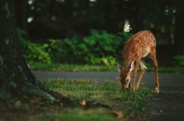 Do deer eat tulips