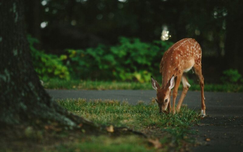 Do deer eat tulips