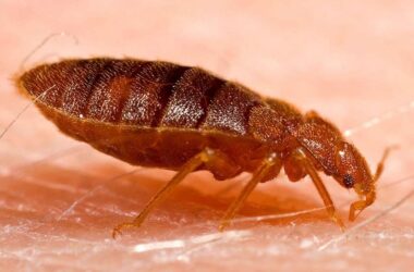 Does boric acid kill bed bugs