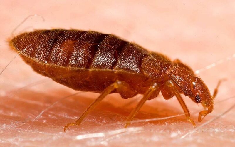 Does boric acid kill bed bugs