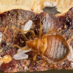 Does rubbing alcohol kill bed bug eggs
