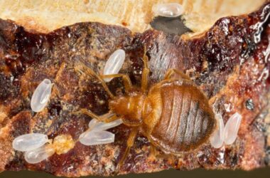 Does rubbing alcohol kill bed bug eggs