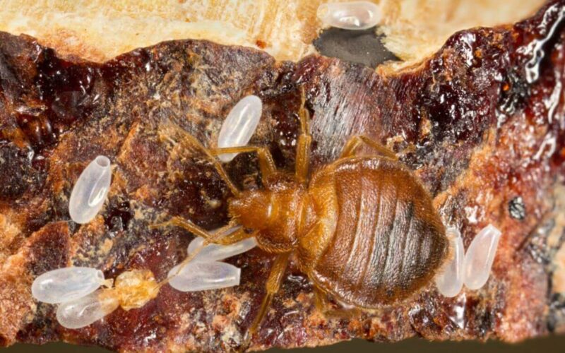 Does rubbing alcohol kill bed bug eggs