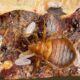 Does rubbing alcohol kill bed bug eggs