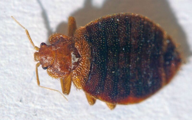A bed bug that is potentially killed by rubbing alcohol