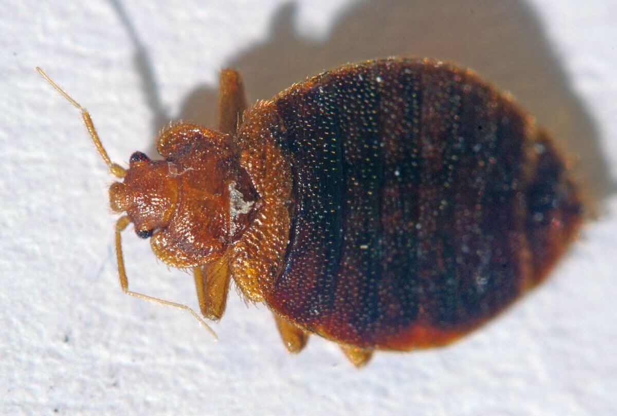 A bed bug that is potentially killed by rubbing alcohol