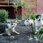 Does vinegar keep cats away