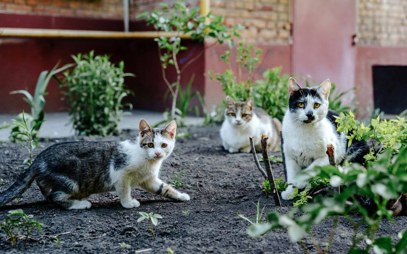 Does vinegar keep cats away