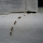 Does vinegar kill ants