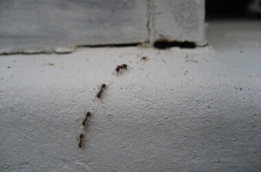 Does vinegar kill ants