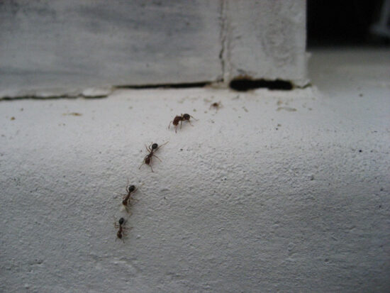 Does vinegar kill ants