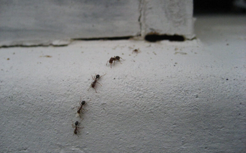 Does vinegar kill ants