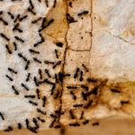Essential oils to get rid of ants