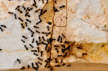 Essential oils to get rid of ants