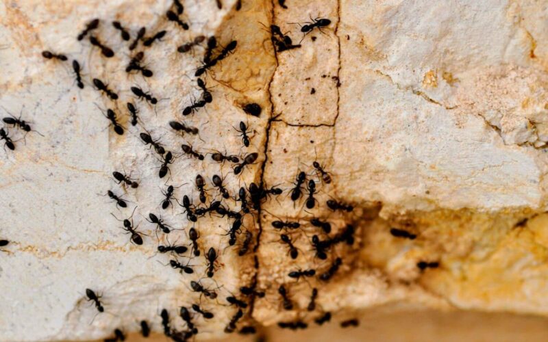 Essential oils to get rid of ants