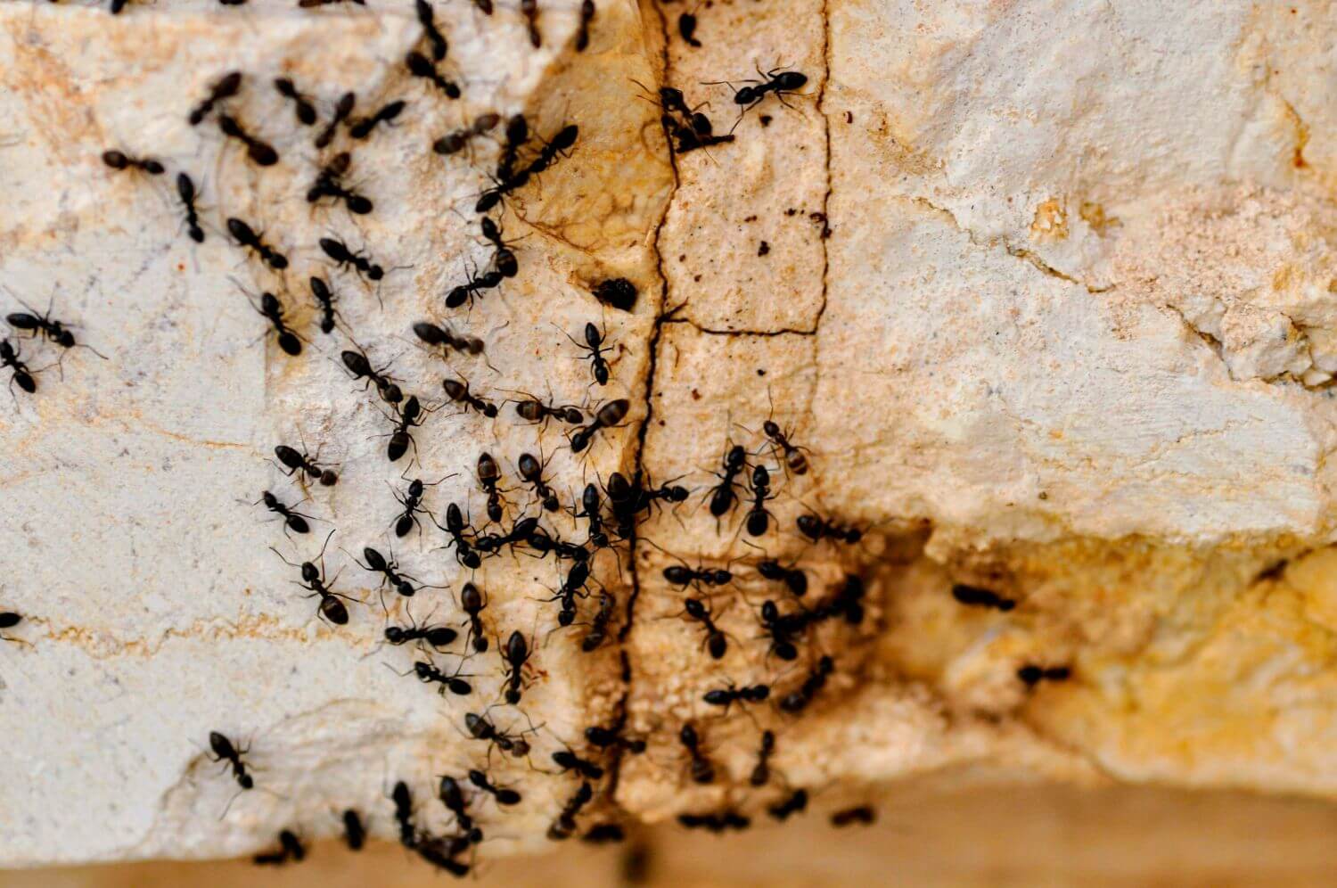Essential oils to get rid of ants