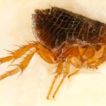 Flea that was found on a dog