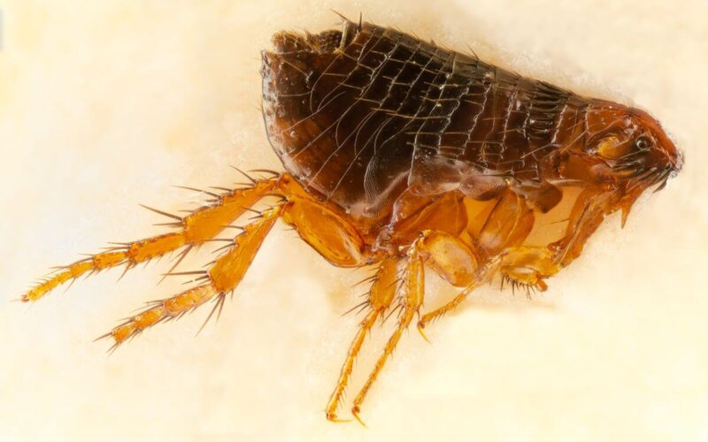 Flea that was found on a dog