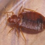 A bed bug that caused bites found on a dog