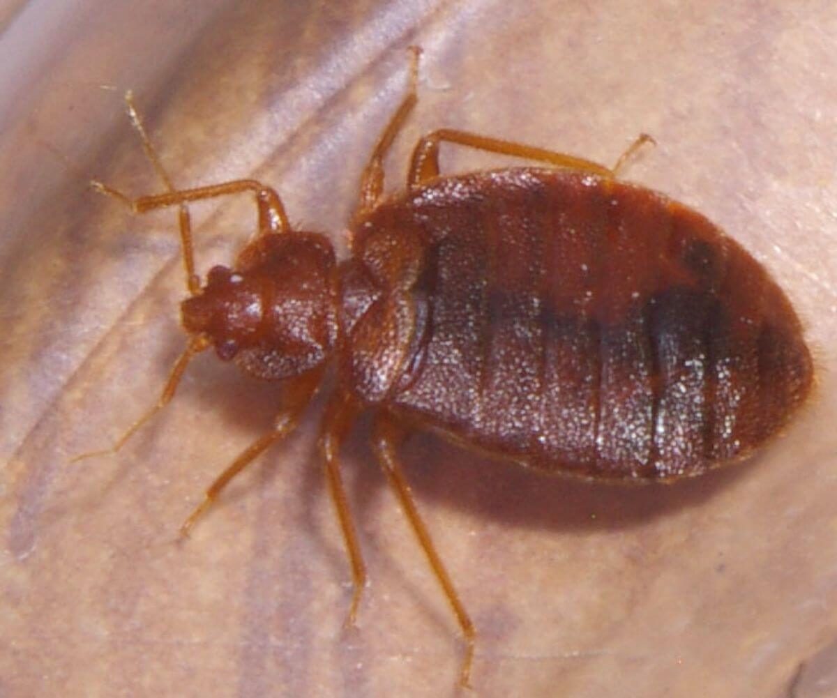 A bed bug that caused bites found on a dog