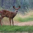 Homemade deer repellents