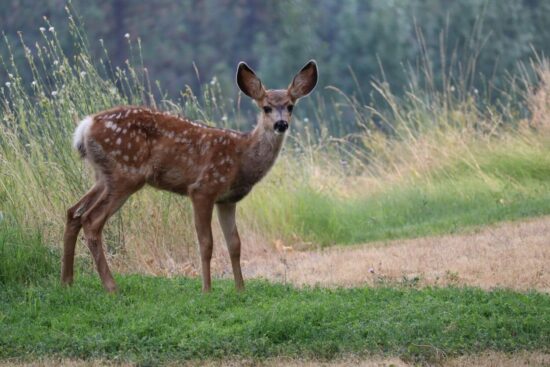 Homemade deer repellents