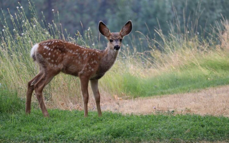 Homemade deer repellents