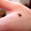 How do bed bugs reproduce