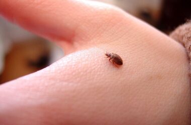 How do bed bugs reproduce