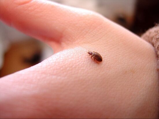 How do bed bugs reproduce