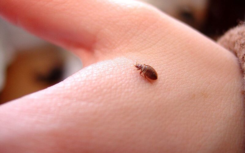 How do bed bugs reproduce