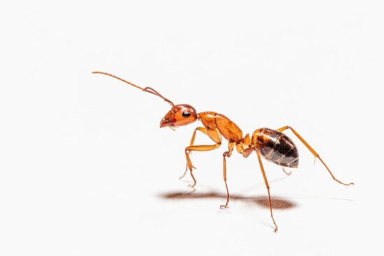 How long do ants live