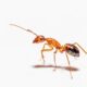 How long do ants live