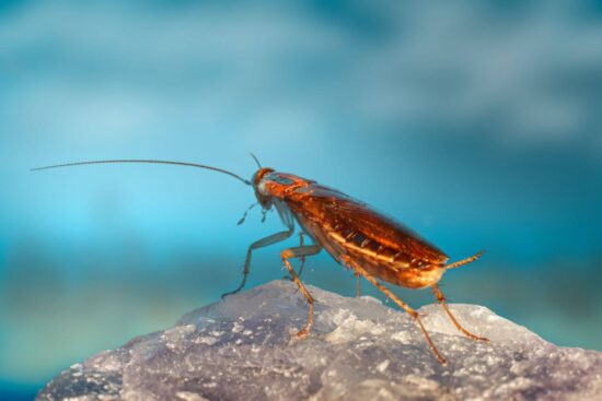 How long do cockroaches live