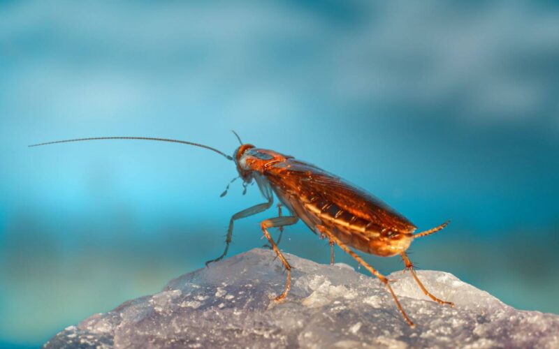 How long do cockroaches live
