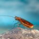 How long do cockroaches live