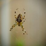 How long do spiders live