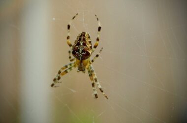 How long do spiders live