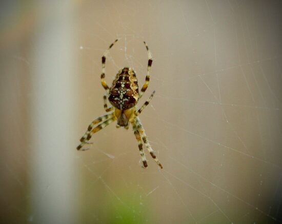 How long do spiders live