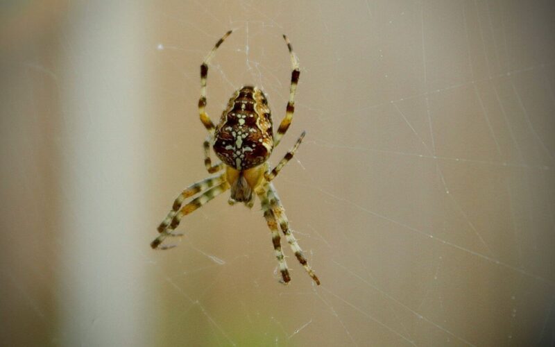 How long do spiders live