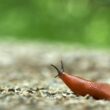 How many noses does a slug have