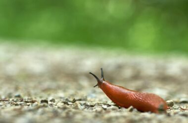 How many noses does a slug have