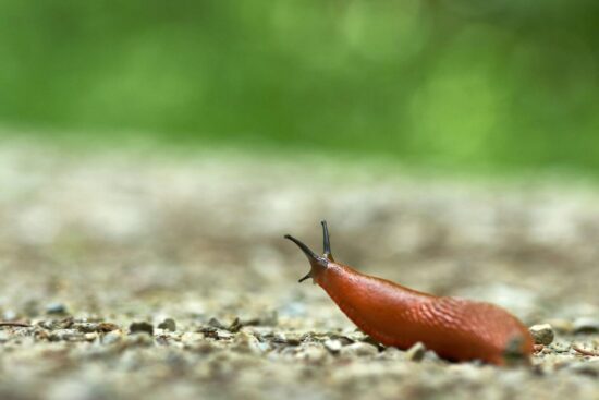 How many noses does a slug have